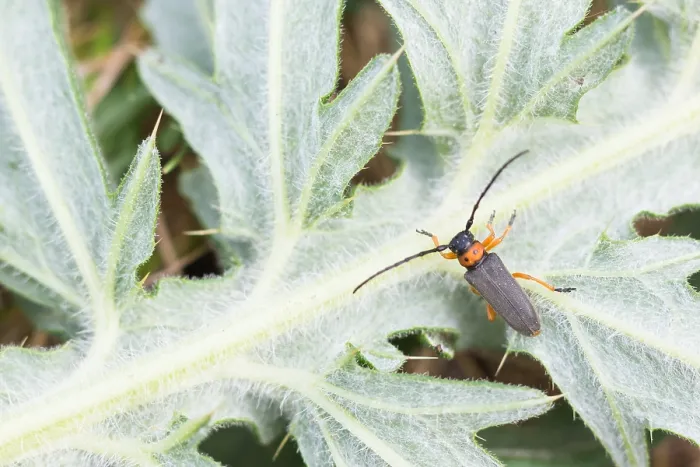 Gerahmter Druck : Makrobild eines Insekts in Deutschland.