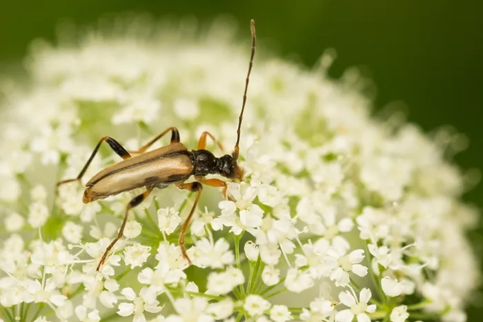 Gerahmter Druck : Makrobild eines Insekts in Deutschland. Gerahmter Druck : Makrobild eines Insekts in Deutschland.