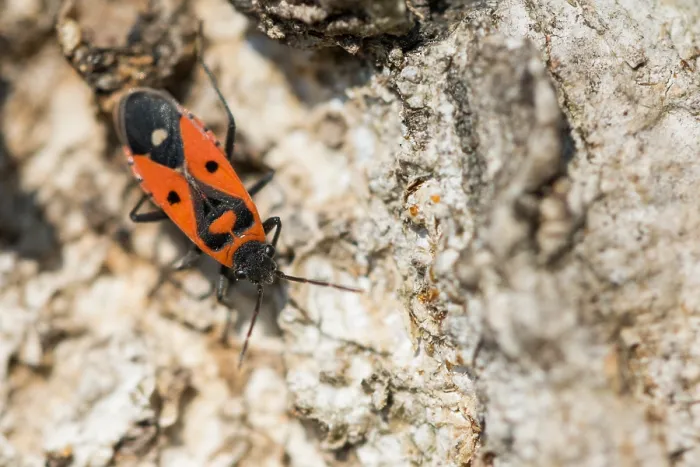 Gerahmter Druck : Makrobild eines Insekts in Deutschland.