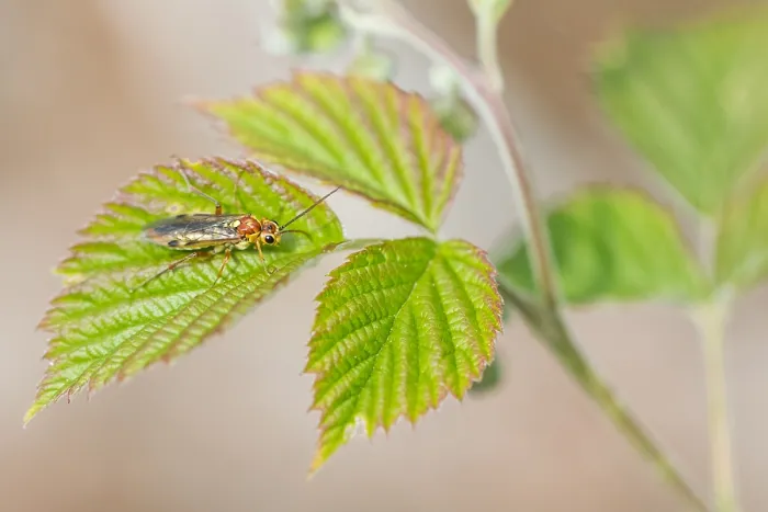 Gerahmter Druck : Makrobild eines Insekts in Deutschland. Gerahmter Druck : Makrobild eines Insekts in Deutschland.