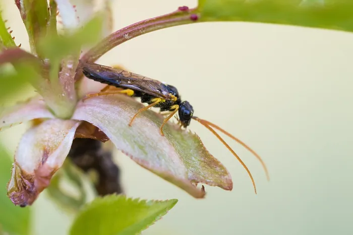 Gerahmter Druck : Makrobild eines Insekts in Deutschland. Gerahmter Druck : Makrobild eines Insekts in Deutschland.
