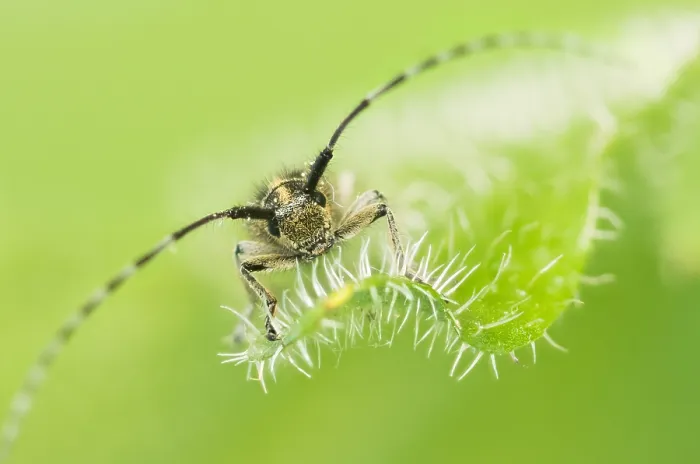 Gerahmter Druck : Makrobild eines Insekts in Deutschland.