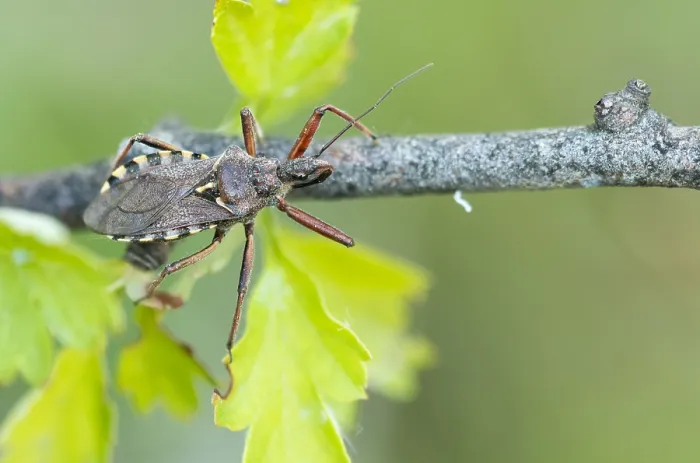 Gerahmter Druck : Makrobild eines Insekts in Deutschland. Gerahmter Druck : Makrobild eines Insekts in Deutschland.