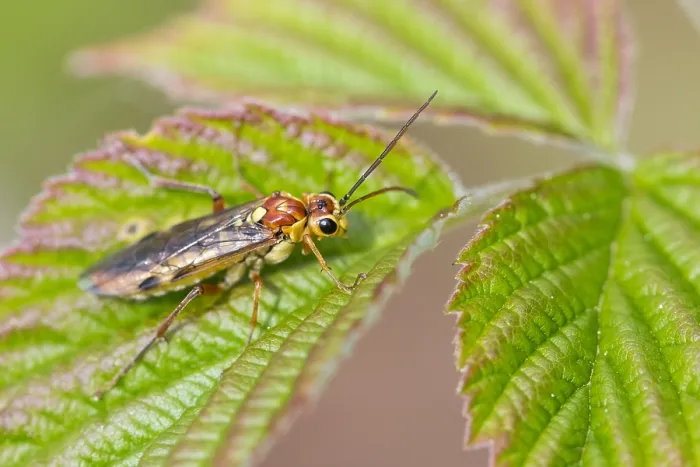 Gerahmter Druck : Makrobild eines Insekts in Deutschland. Gerahmter Druck : Makrobild eines Insekts in Deutschland.