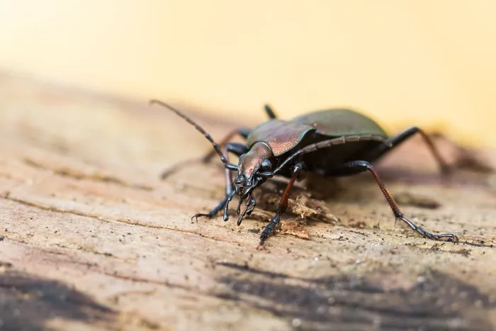 Gerahmter Druck : Makrobild eines Insekts in Deutschland. Gerahmter Druck : Makrobild eines Insekts in Deutschland.