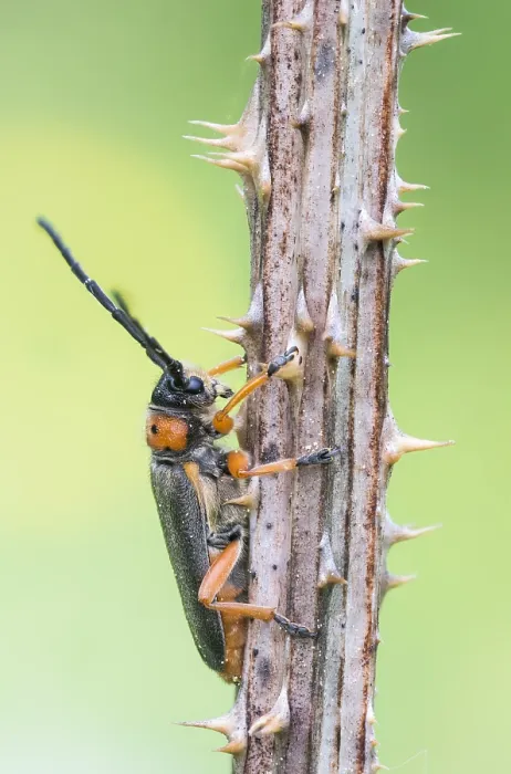 Gerahmter Druck : Makrobild eines Insekts in Deutschland. Gerahmter Druck : Makrobild eines Insekts in Deutschland.