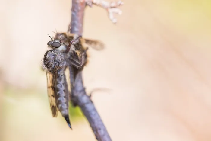 Gerahmter Druck : Makrobild eines Insekts in Deutschland.