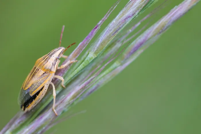 Gerahmter Druck : Makrobild eines Insekts in Deutschland. Gerahmter Druck : Makrobild eines Insekts in Deutschland.