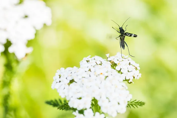 Gerahmter Druck : Makrobild eines Insekts in Deutschland. Gerahmter Druck : Makrobild eines Insekts in Deutschland.