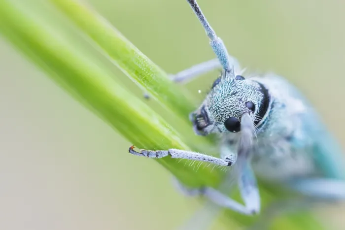 Gerahmter Druck : Makrobild eines Insekts in Deutschland. Gerahmter Druck : Makrobild eines Insekts in Deutschland.