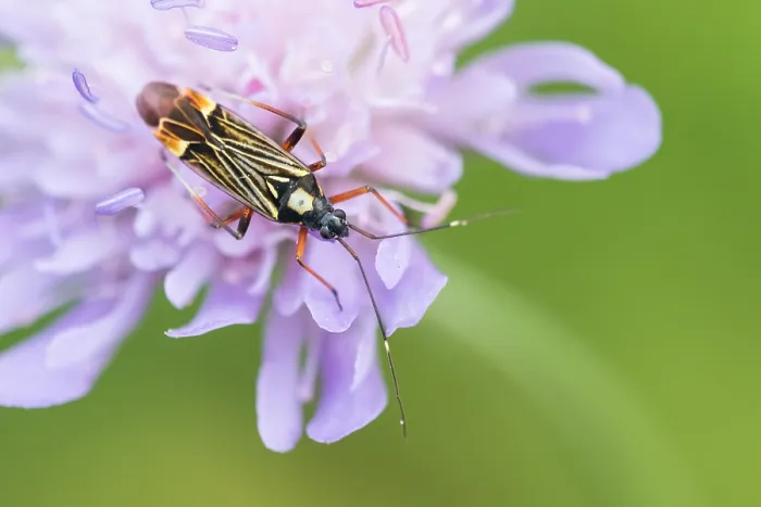 Gerahmter Druck : Makrobild eines Insekts in Deutschland. Gerahmter Druck : Makrobild eines Insekts in Deutschland.