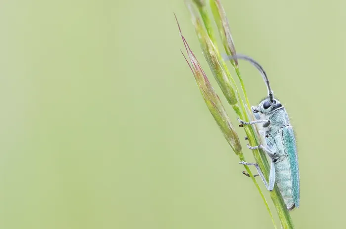 Gerahmter Druck : Makrobild eines Insekts in Deutschland. Gerahmter Druck : Makrobild eines Insekts in Deutschland.