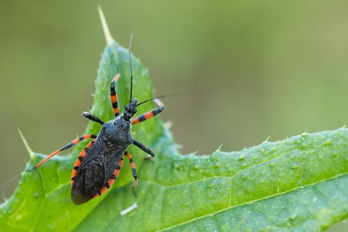 Gerahmter Druck : Makrobild eines Insekts in Deutschland. Gerahmter Druck : Makrobild eines Insekts in Deutschland.