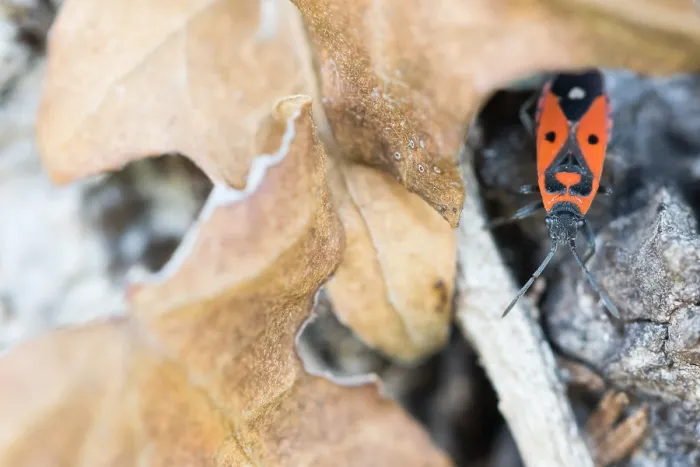 Gerahmter Druck : Makrobild eines Insekts in Deutschland. Gerahmter Druck : Makrobild eines Insekts in Deutschland.