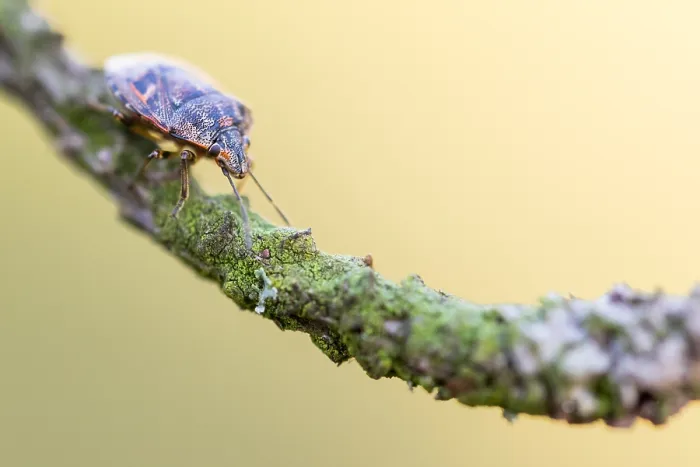 Gerahmter Druck : Makrobild eines Insekts in Deutschland. Gerahmter Druck : Makrobild eines Insekts in Deutschland.