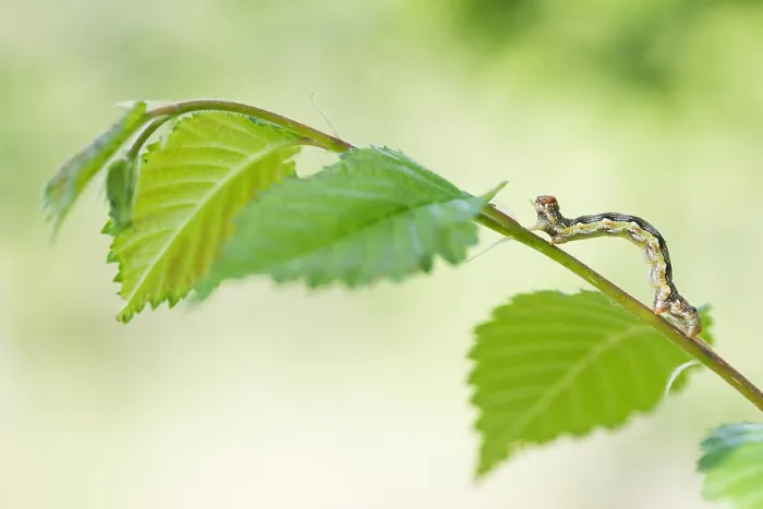 Gerahmter Druck : Makrobild eines Insekts in Deutschland. Gerahmter Druck : Makrobild eines Insekts in Deutschland.