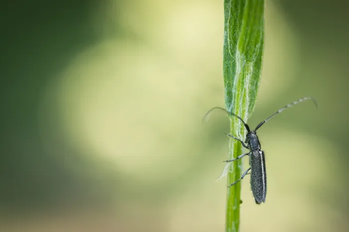 Gerahmter Druck : Makrobild eines Insekts in Deutschland.