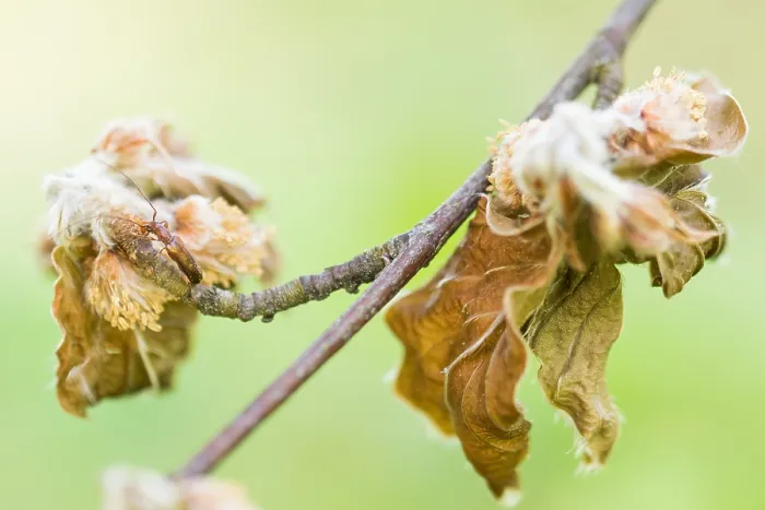 Gerahmter Druck : Makrobild eines Insekts in Deutschland Gerahmter Druck : Makrobild eines Insekts in Deutschland