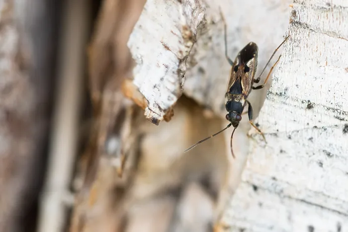 Gerahmter Druck : Makrobild eines Insekts in Deutschland. Gerahmter Druck : Makrobild eines Insekts in Deutschland.