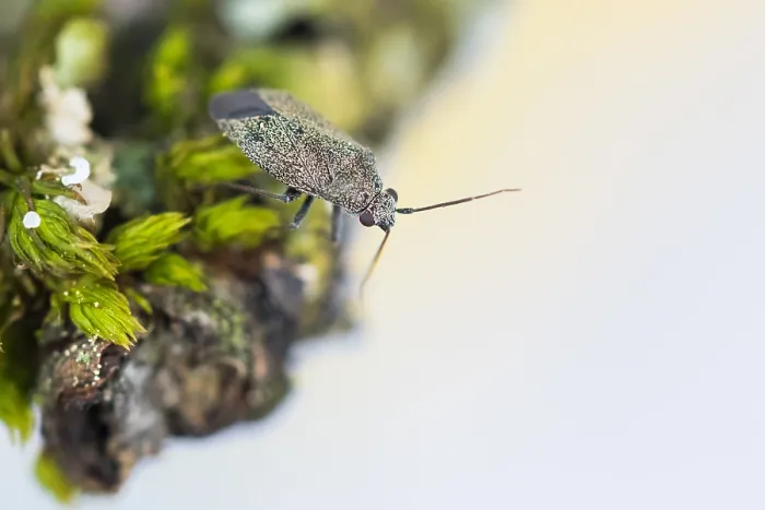 Gerahmter Druck : Makrobild eines Insekts in Deutschland.