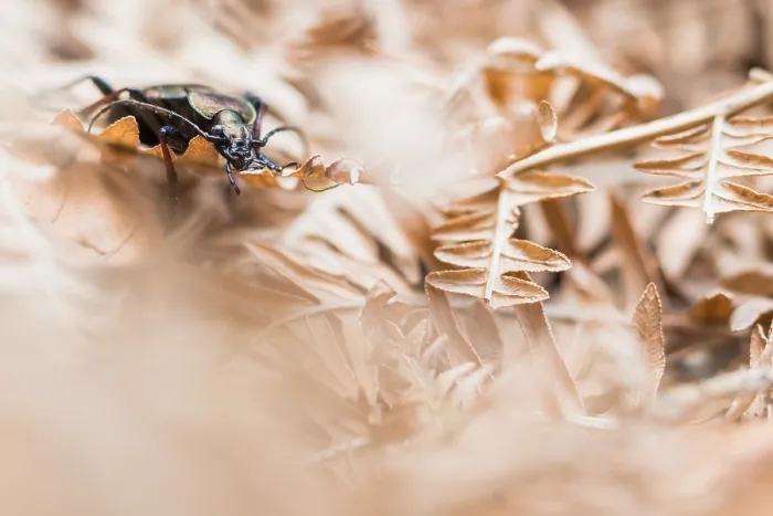 Gerahmter Druck : Makrobild eines Insekts in Deutschland. Gerahmter Druck : Makrobild eines Insekts in Deutschland.