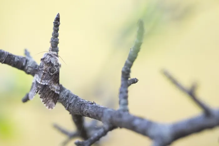 Gerahmter Druck : Makrobild eines Insekts in Deutschland.