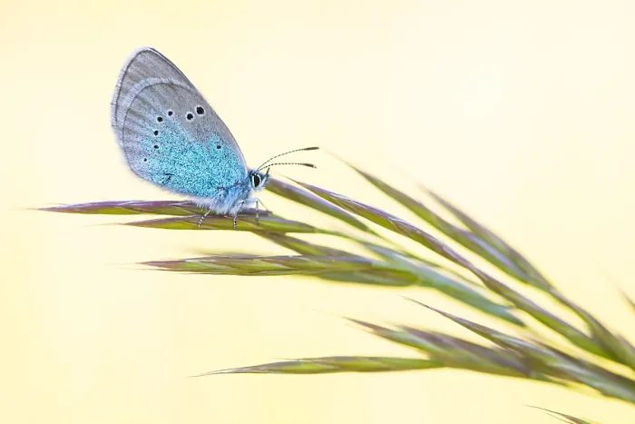 Gerahmter Druck : Makrobild eines Insekts in Deutschland. Gerahmter Druck : Makrobild eines Insekts in Deutschland.