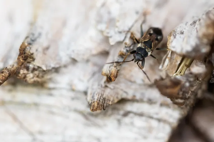Gerahmter Druck : Makrobild eines Insekts in Deutschland. Gerahmter Druck : Makrobild eines Insekts in Deutschland.