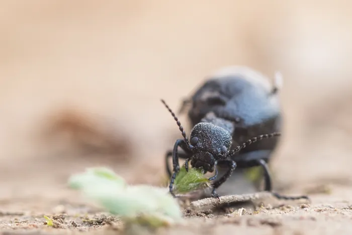 Gerahmter Druck : Makrobild eines Insekts in Deutschland Gerahmter Druck : Makrobild eines Insekts in Deutschland