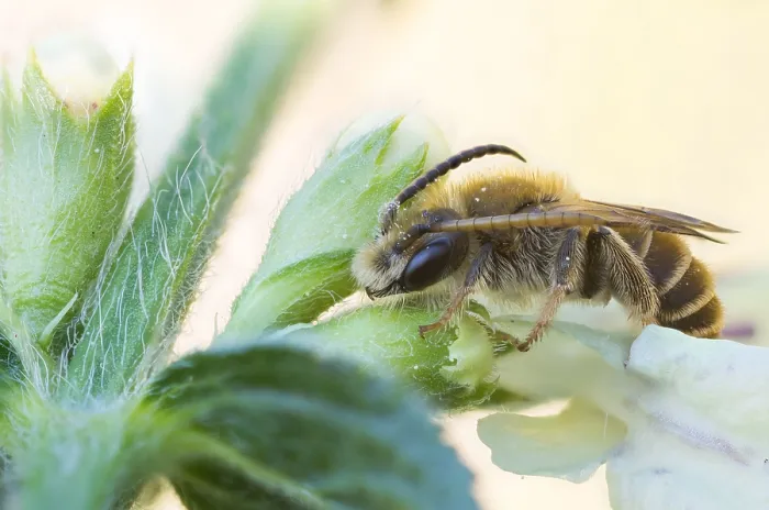 Gerahmter Druck : Makrobild eines Insekts in Deutschland. Gerahmter Druck : Makrobild eines Insekts in Deutschland.