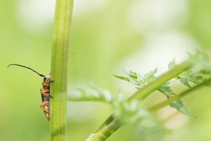 Gerahmter Druck : Makrobild eines Insekts in Deutschland. Gerahmter Druck : Makrobild eines Insekts in Deutschland.