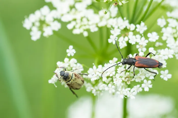 Gerahmter Druck : Makrobild eines Insekts in Deutschland. Gerahmter Druck : Makrobild eines Insekts in Deutschland.