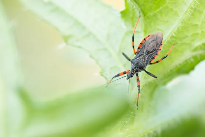 Gerahmter Druck : Makrobild eines Insekts in Deutschland. Gerahmter Druck : Makrobild eines Insekts in Deutschland.