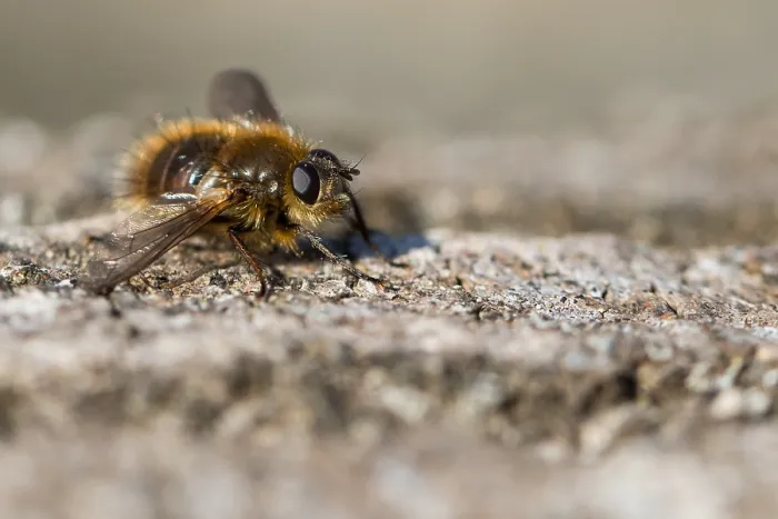 Gerahmter Druck : Makrobild eines Insekts in Deutschland