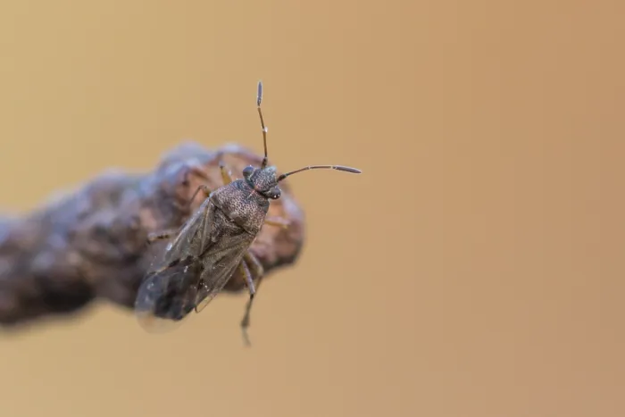 Gerahmter Druck : Makrobild eines Insekts in Deutschland. Gerahmter Druck : Makrobild eines Insekts in Deutschland.