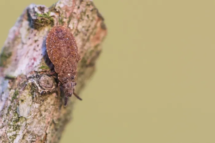 Gerahmter Druck : Makrobild eines Insekts in Deutschland. Gerahmter Druck : Makrobild eines Insekts in Deutschland.