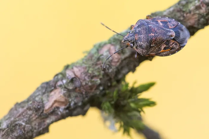 Gerahmter Druck : Makrobild eines Insekts in Deutschland. Gerahmter Druck : Makrobild eines Insekts in Deutschland.