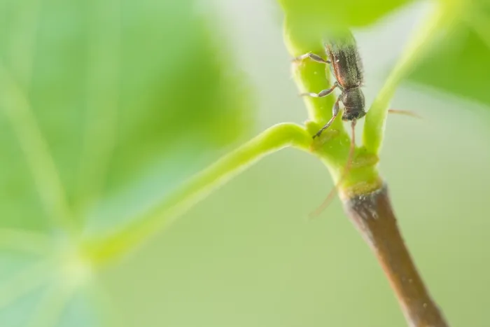 Gerahmter Druck : Makrobild eines Insekts in Deutschland. Gerahmter Druck : Makrobild eines Insekts in Deutschland.