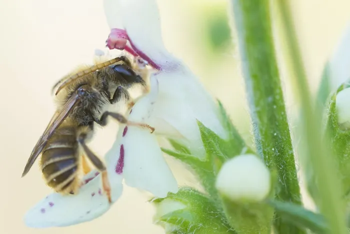 Gerahmter Druck : Makrobild eines Insekts in Deutschland. Gerahmter Druck : Makrobild eines Insekts in Deutschland.