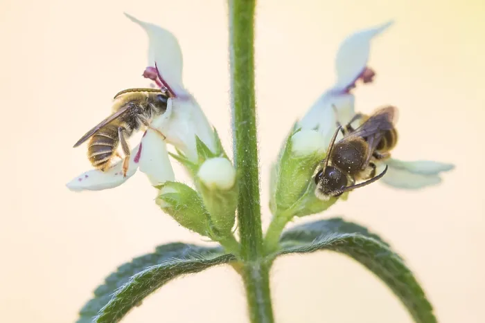 Gerahmter Druck : Makrobild eines Insekts in Deutschland. Gerahmter Druck : Makrobild eines Insekts in Deutschland.