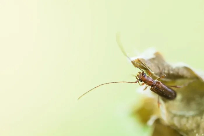 Gerahmter Druck : Makrobild eines Insekts in Deutschland Gerahmter Druck : Makrobild eines Insekts in Deutschland