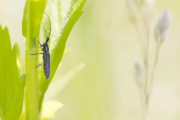 Gerahmter Druck : Makrobild eines Insekts in Deutschland.