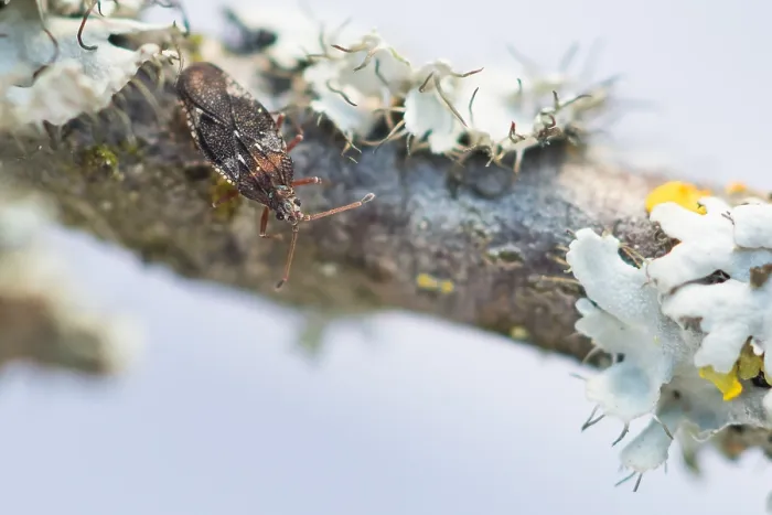 Gerahmter Druck : Makrobild eines Insekts in Deutschland. Gerahmter Druck : Makrobild eines Insekts in Deutschland.