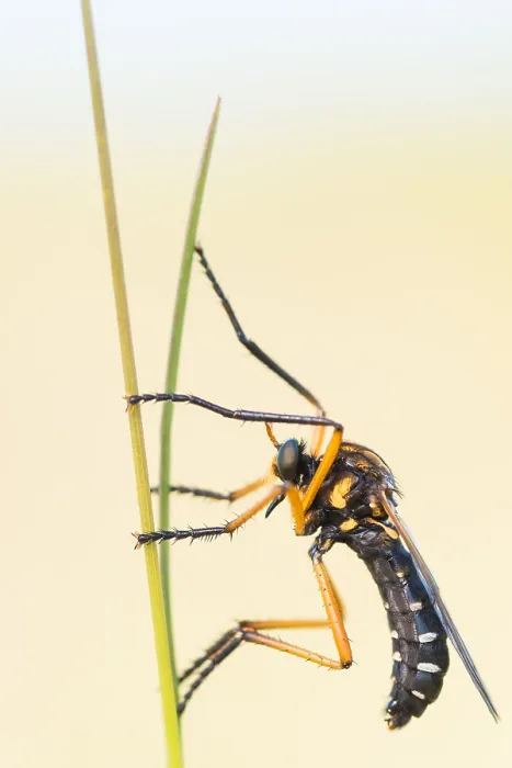 Gerahmter Druck : Makrobild eines Insekts in Deutschland.