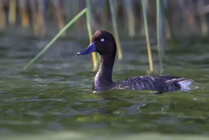 Gerahmter Druck : Madagaskar-Pochard Gerahmter Druck : Madagaskar-Pochard