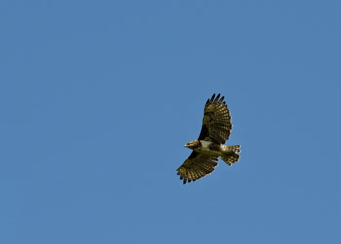 Gerahmter Druck : Madagaskarbussard, Madagaskar-Buzzard, Buteo brachypterus Gerahmter Druck : Madagaskarbussard, Madagaskar-Buzzard, Buteo brachypterus