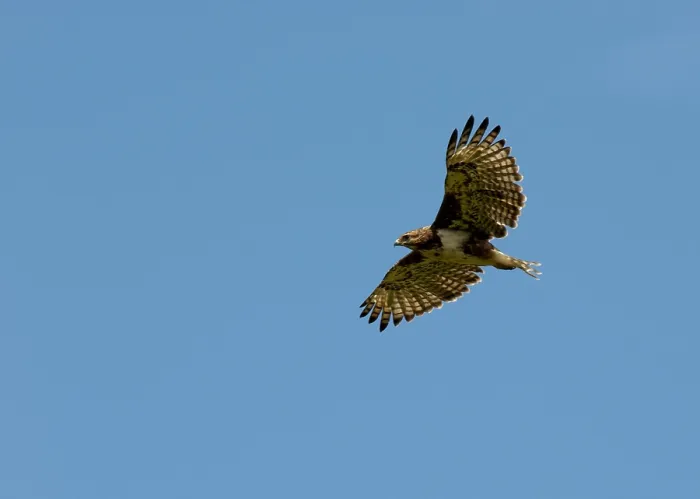 Gerahmter Druck : Madagaskarbussard, Madagaskar-Buzzard, Buteo brachypterus Gerahmter Druck : Madagaskarbussard, Madagaskar-Buzzard, Buteo brachypterus