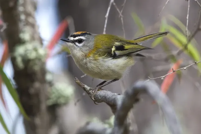 Gerahmter Druck : Madeira-Firecrest, Regulus madeirensis Gerahmter Druck : Madeira-Firecrest, Regulus madeirensis