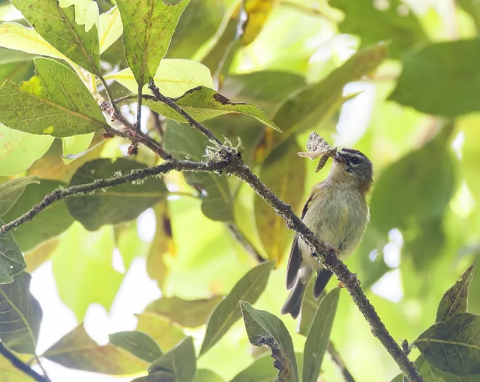 Gerahmter Druck : Madeira-Firecrest, Regulus madeirensis Gerahmter Druck : Madeira-Firecrest, Regulus madeirensis