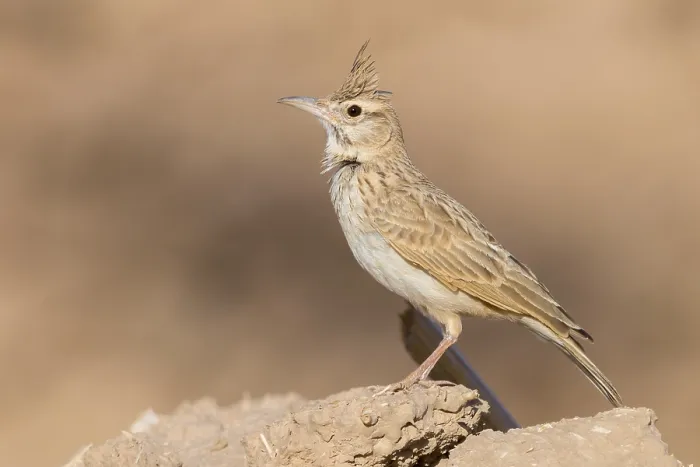 Gerahmter Druck : Maghreb-Lark Gerahmter Druck : Maghreb-Lark